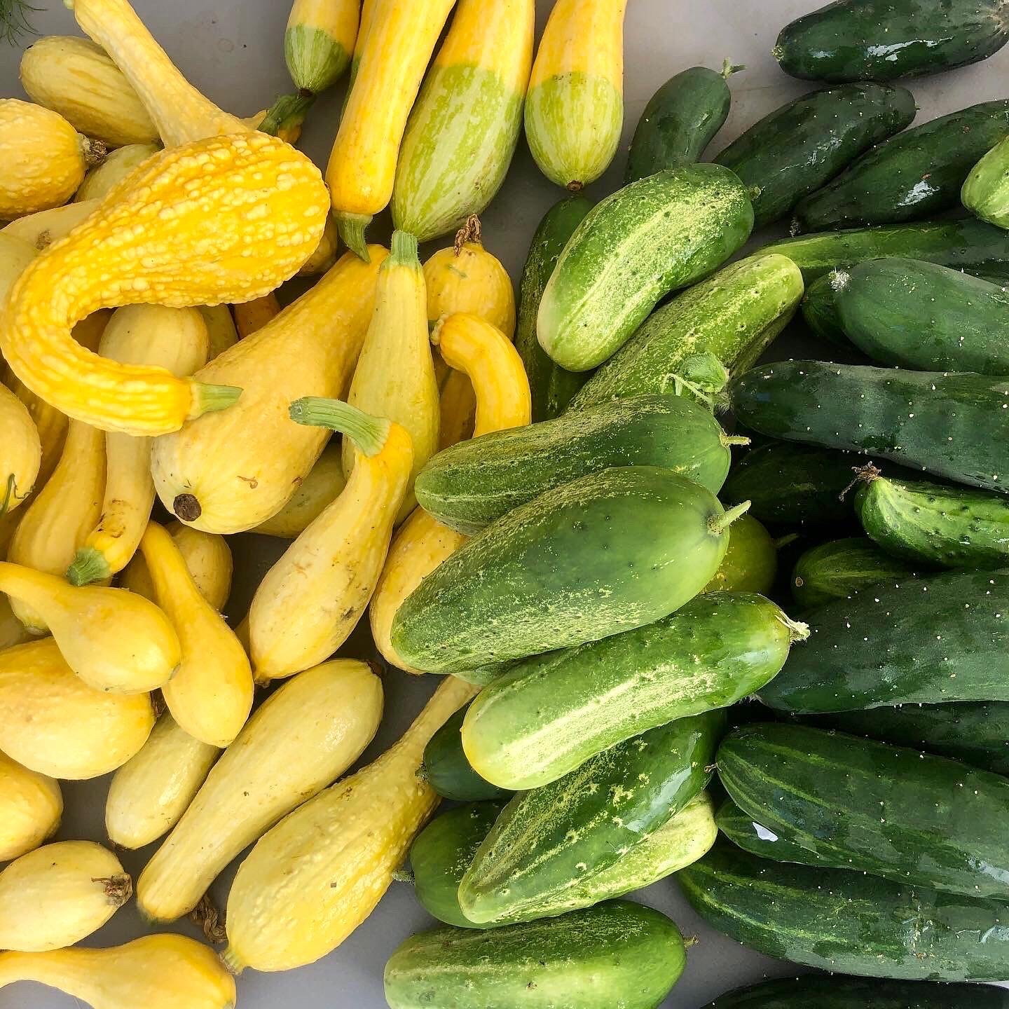 Saturday, July 1 // Red, White, and BLUEBERRIES 🫐