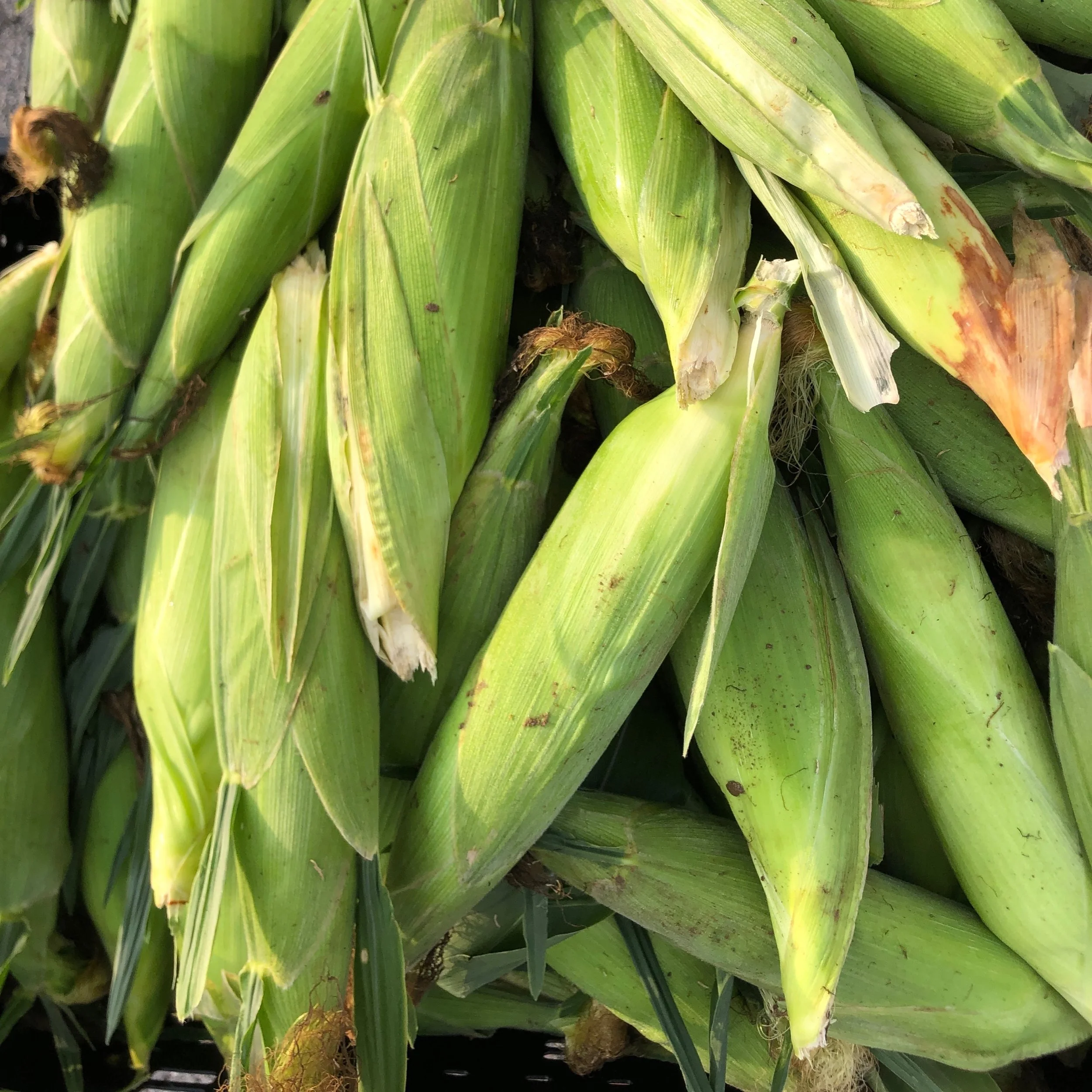 Saturday, July 29 //  TOMATO season is still going STRONG. Get ALL your Favorite Summer Veggies at CFM