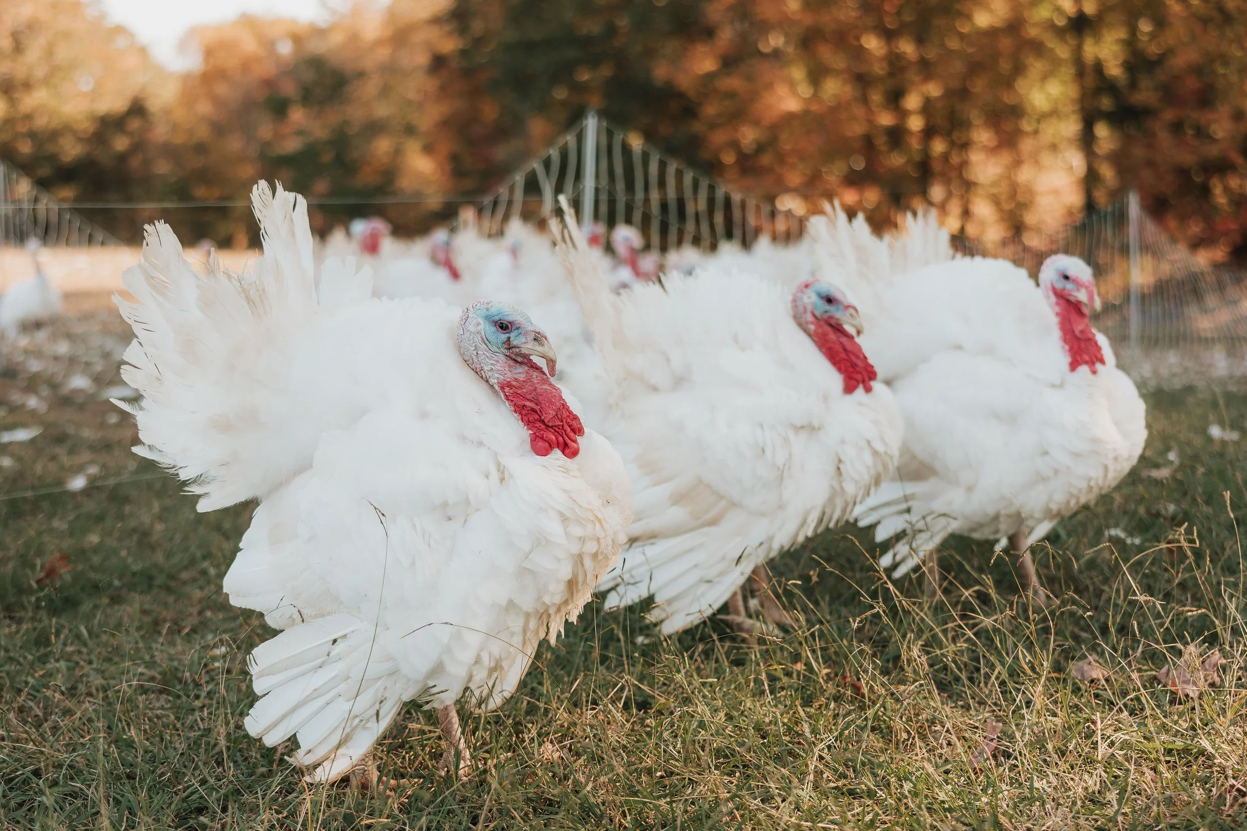 Saturday, November 11th // Market Stock-Up Continues!