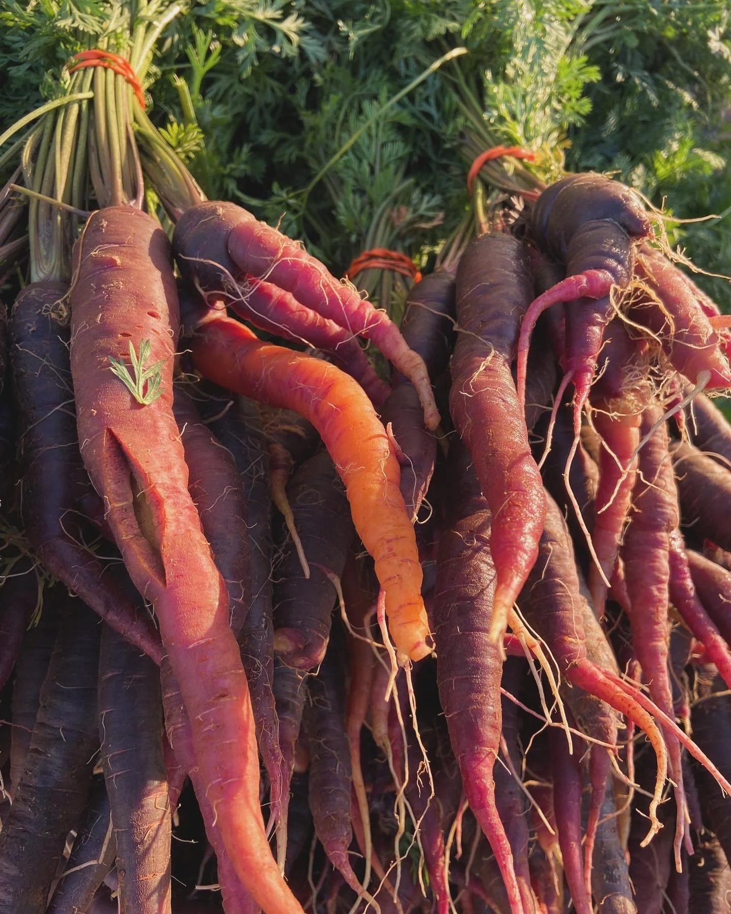 Saturday, December 9th // 2 More Markets Left!