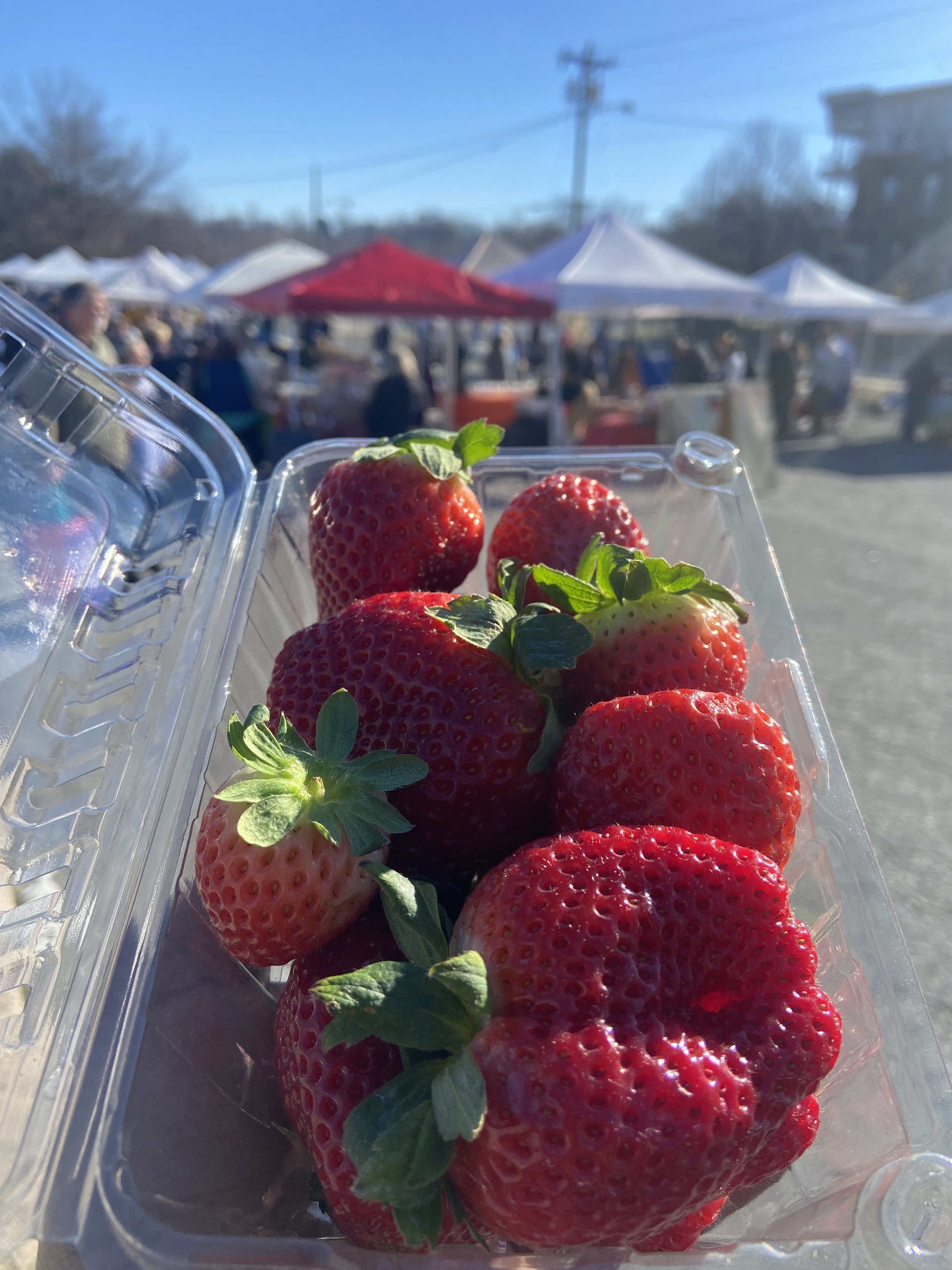 Saturday, February 3rd // Fresh Strawberries...in Winter!?