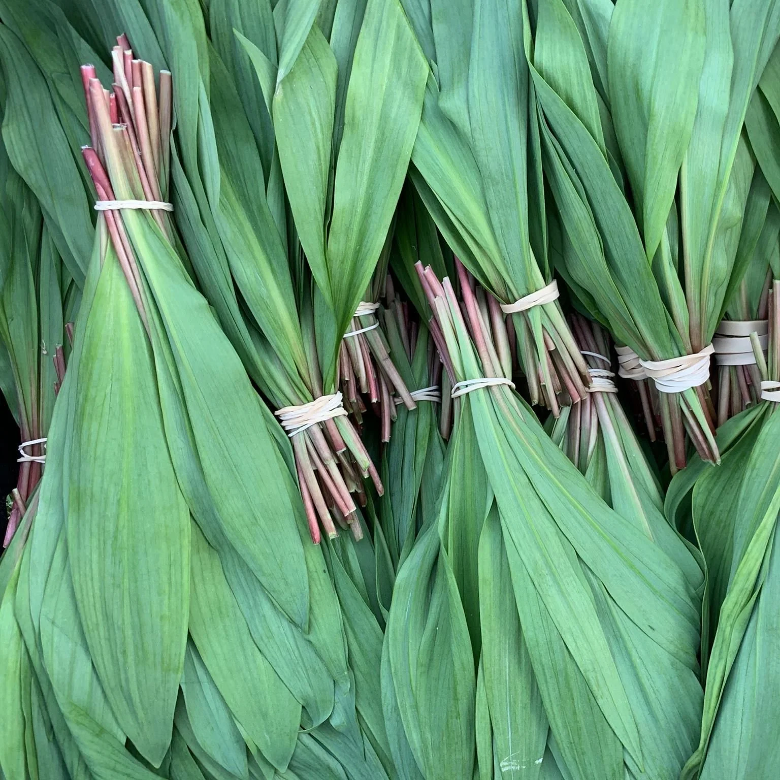 Saturday, April 20th // A FULL Winston Weekend w/ CFM Up First Always