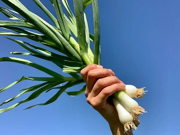 Saturday, April 6th // MAIN SEASON MARKET KICKS-OFF THIS SATURDAY