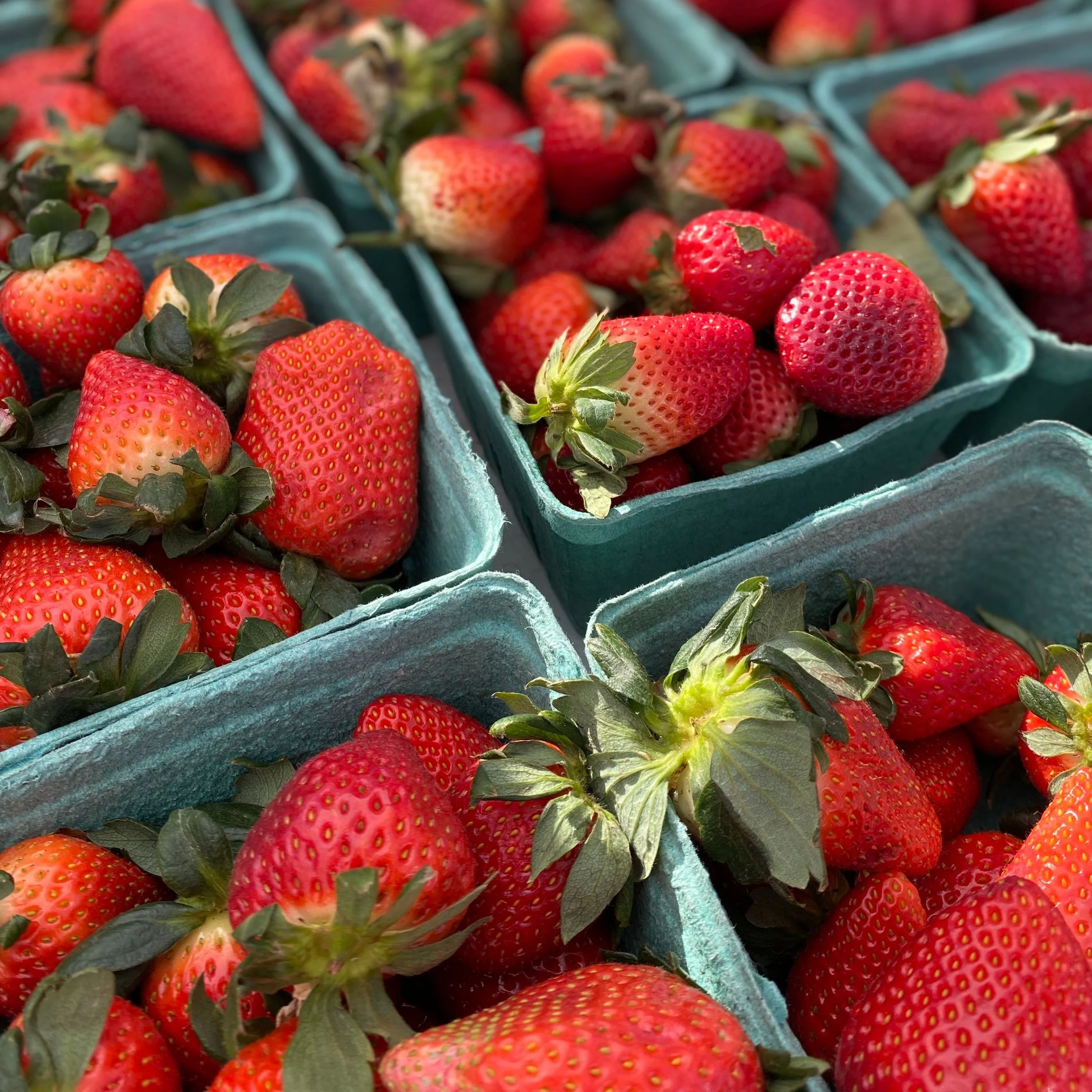 Saturday, April 13 // More Coming Each Week and NEW Friends