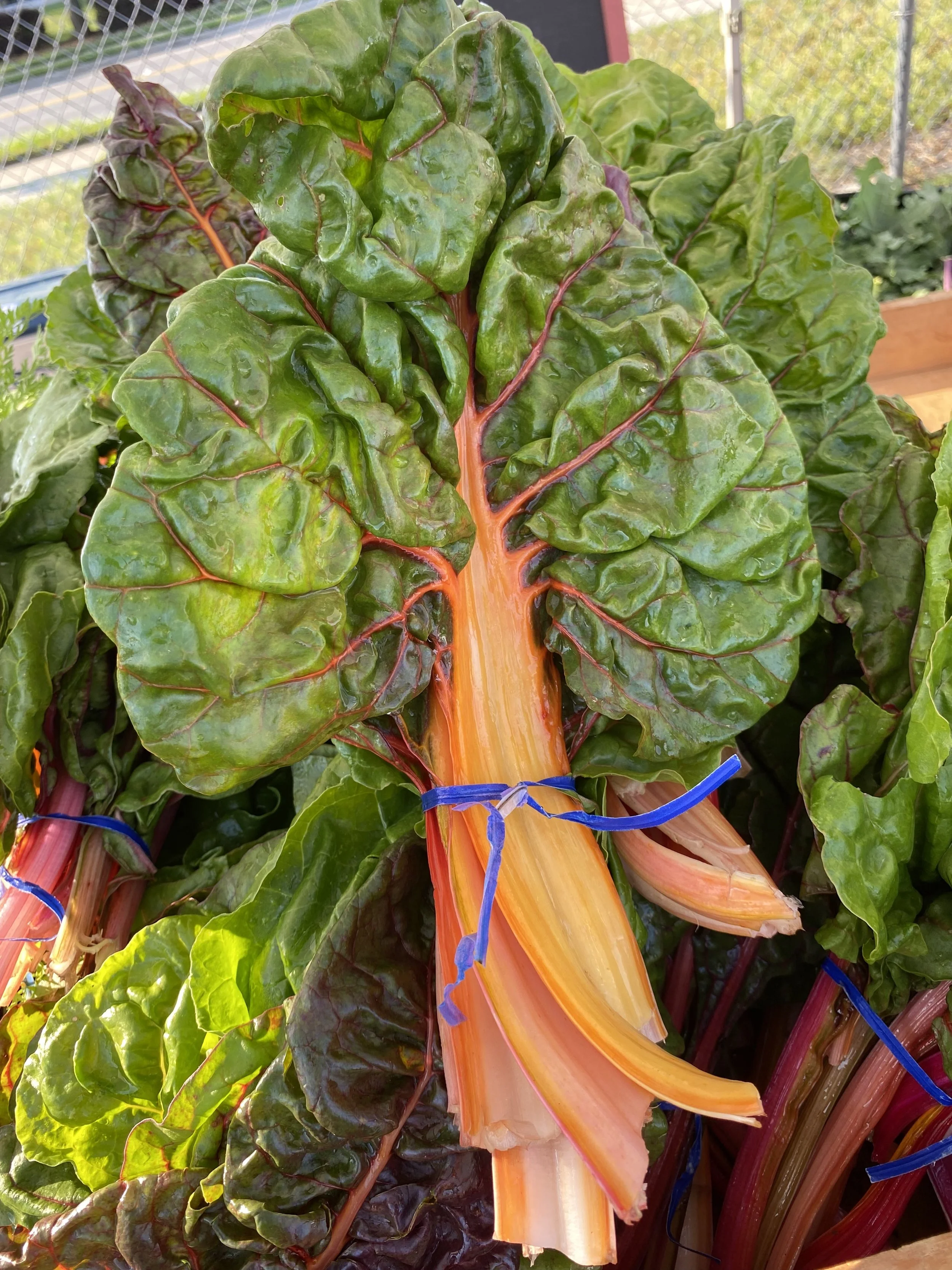 Saturday, May 18th // Rain or Shine - we Pre-Order!