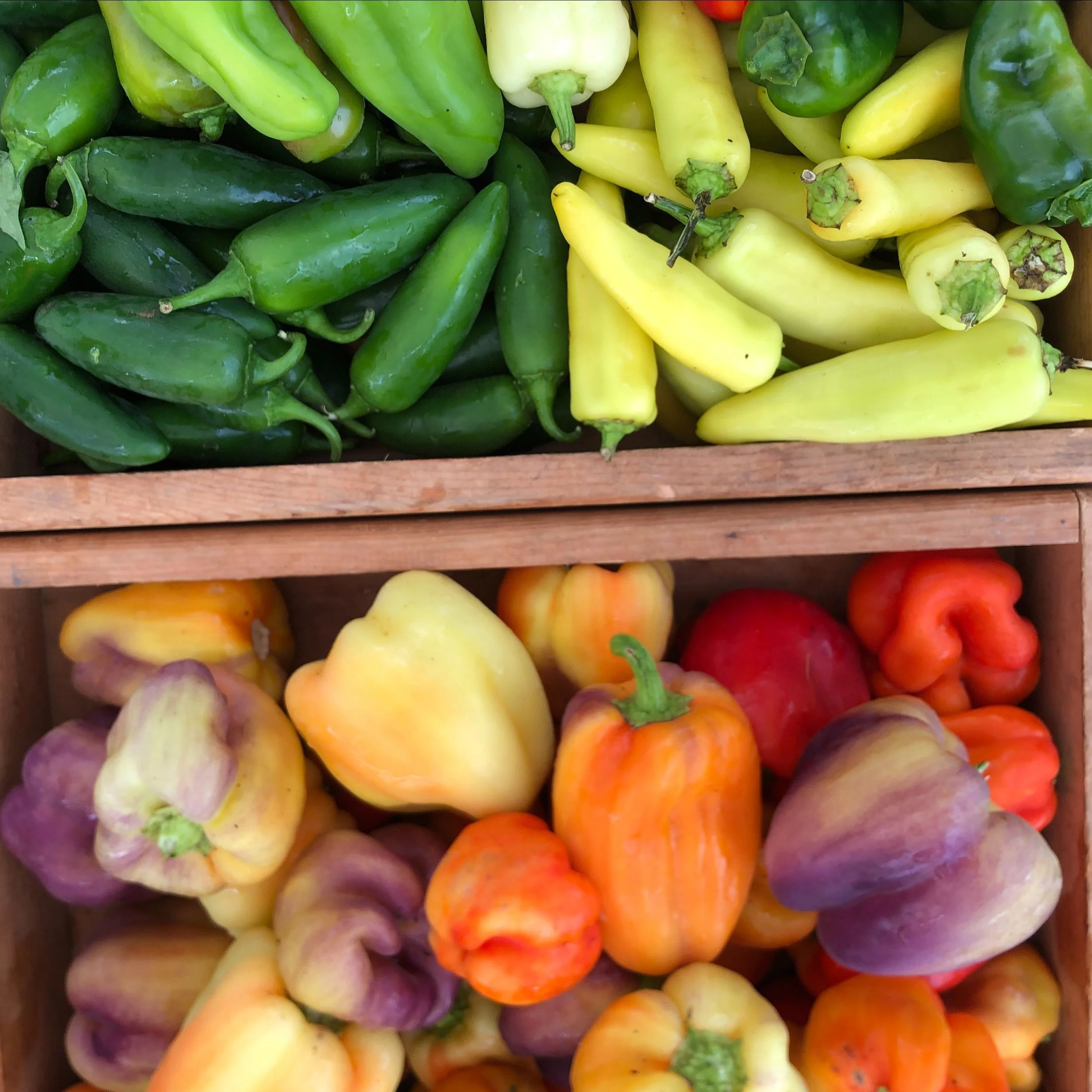 Saturday, August 3rd // Tomato Abundance Continues