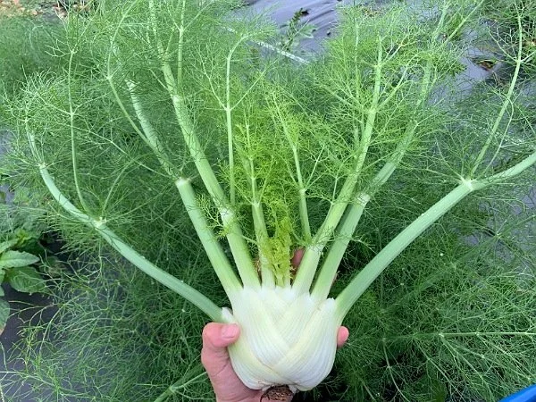 Saturday, November 9th // Seasons Still Trickling Together + Surprises Each Week