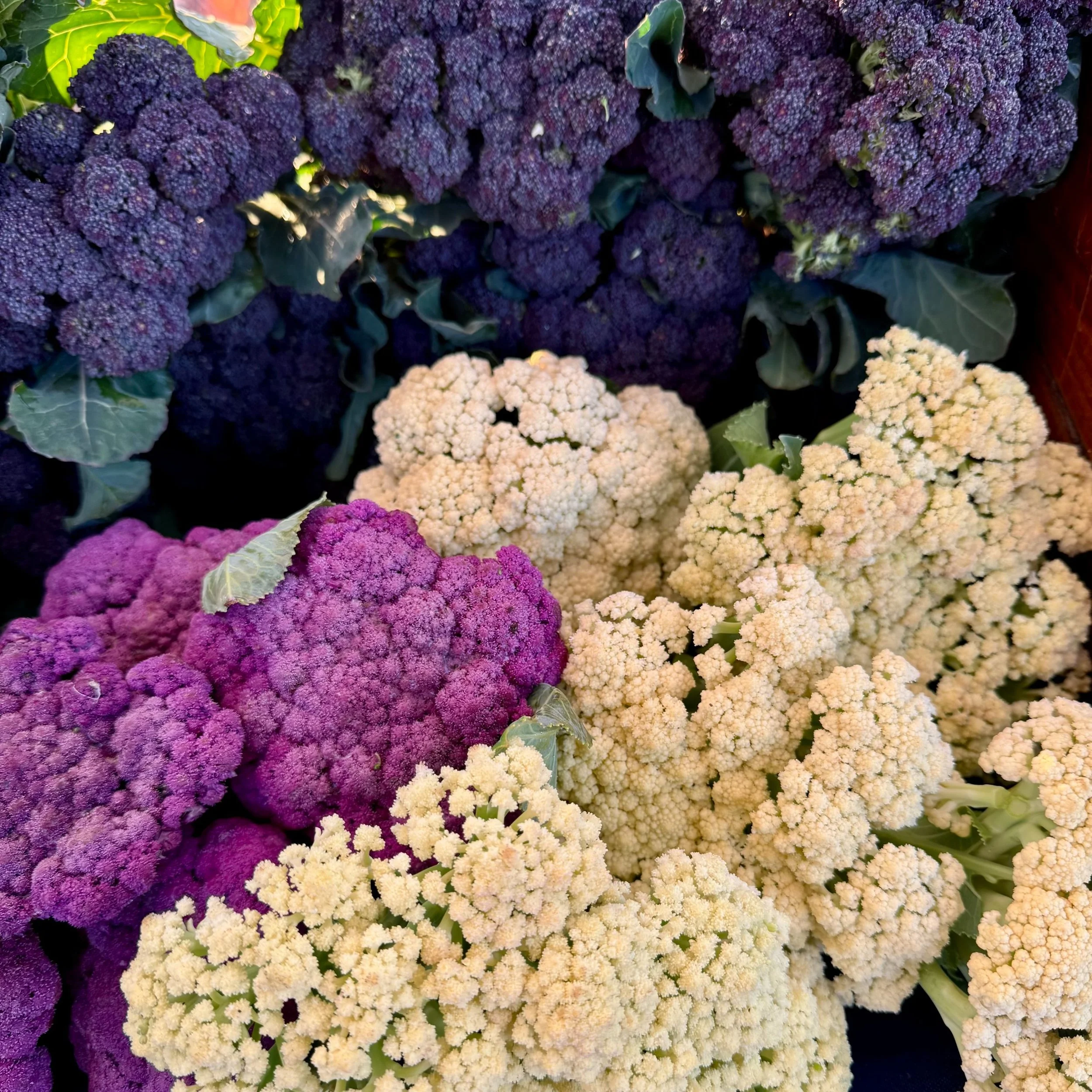 Saturday, December 7th // Our farmers are still going strong and prepping the good stuff for YOU every week!