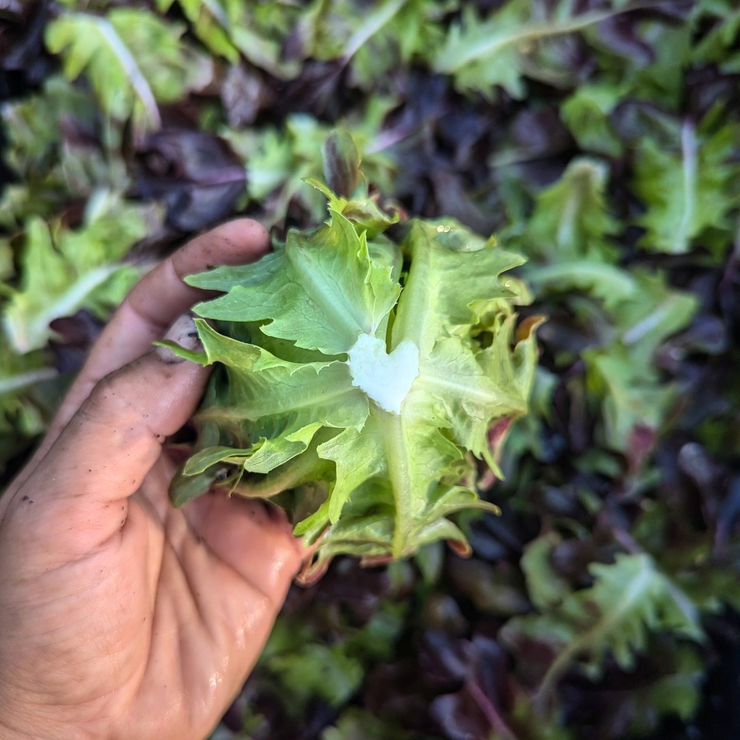 FRIDAY, January 10th // Snow Day Prep Market - Pre-Order NOW