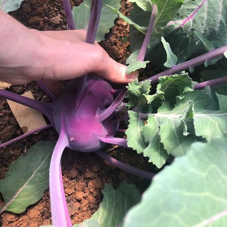 Saturday, January 25th // Pre-Order Now and Support Your Local Farmers Every Week!