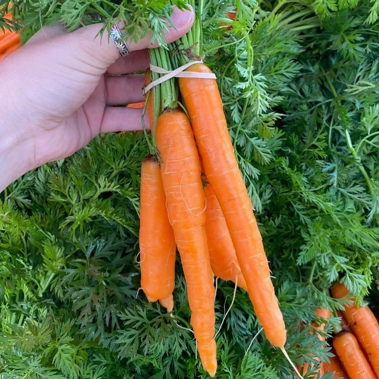 Saturday, March 1st // Prep for PLANTS Coming Soon!