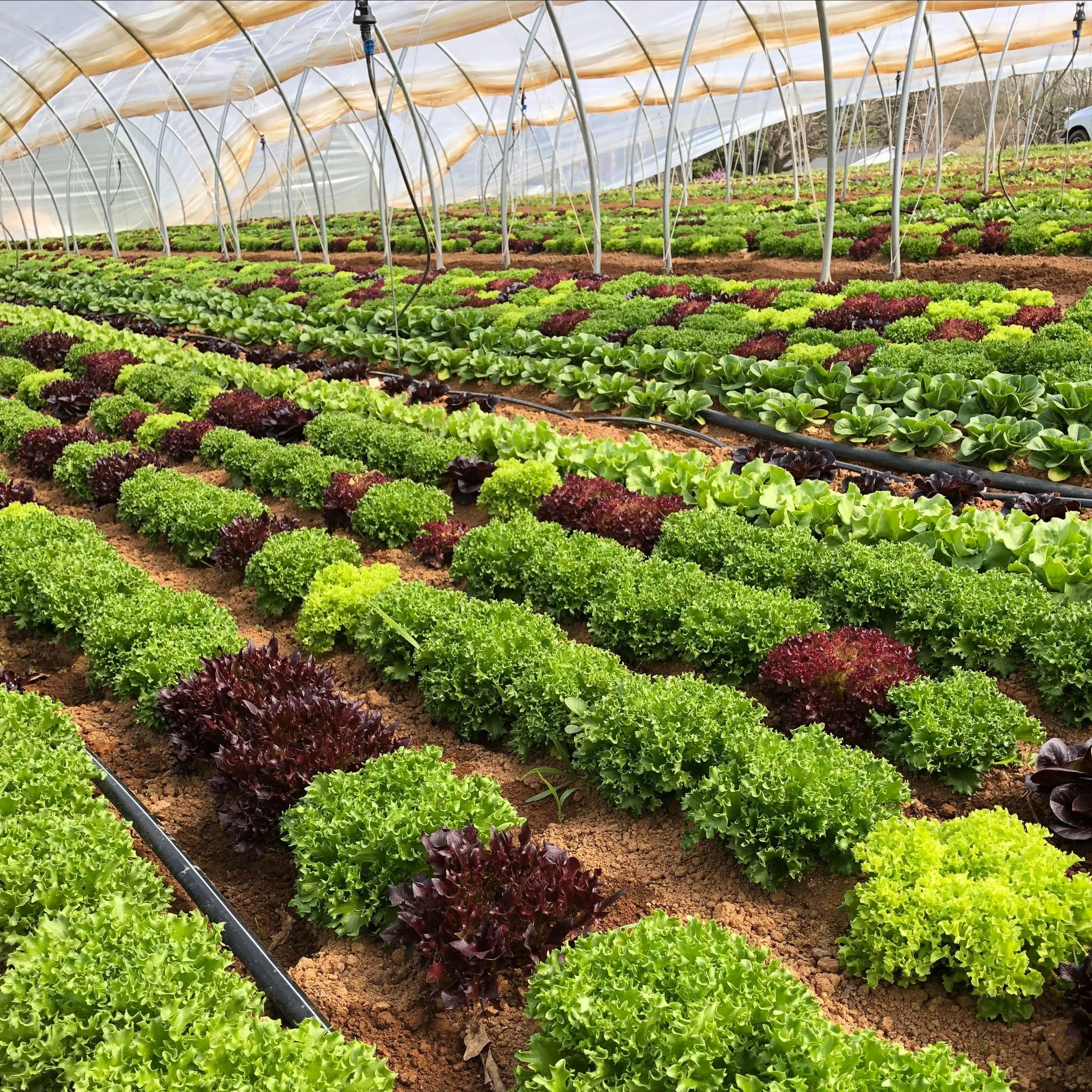 Saturday, May 17 // Greens Galore + Florals Too !