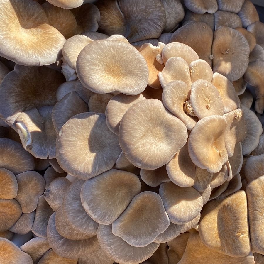 Saturday, November 1 // Feed Families AND Support Local