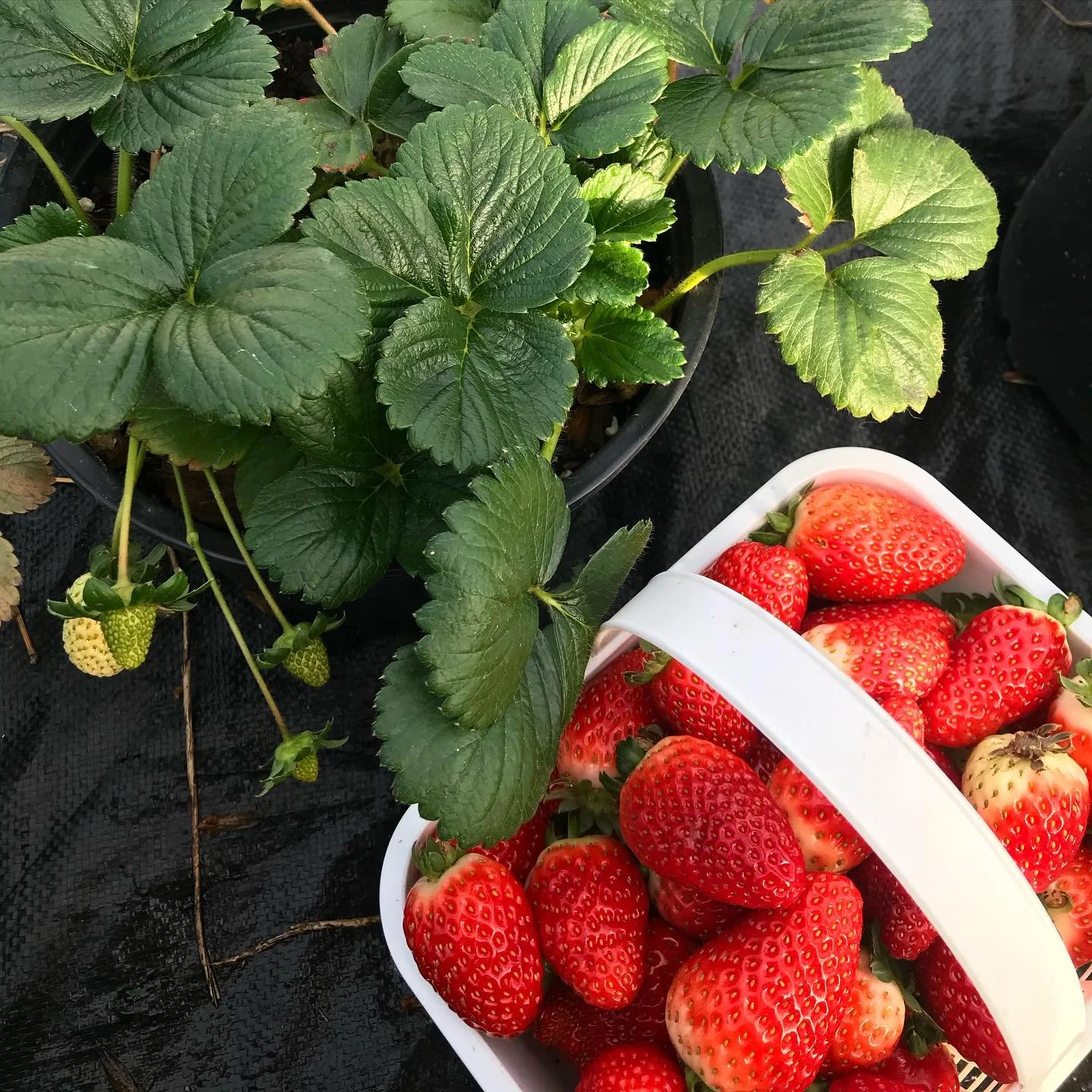 Saturday, February 28 // Know What's Coming - Ask Your Farmer