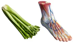 celery_bone_structure.jpg
