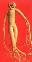 ginseng.jpg