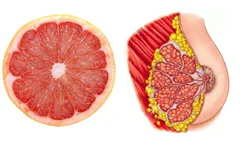 grapefruit.jpg