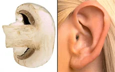 mushroom_ear.jpg