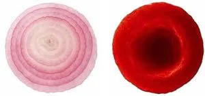 onion-cell.jpg