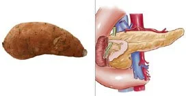 sweet-pancreas.jpg