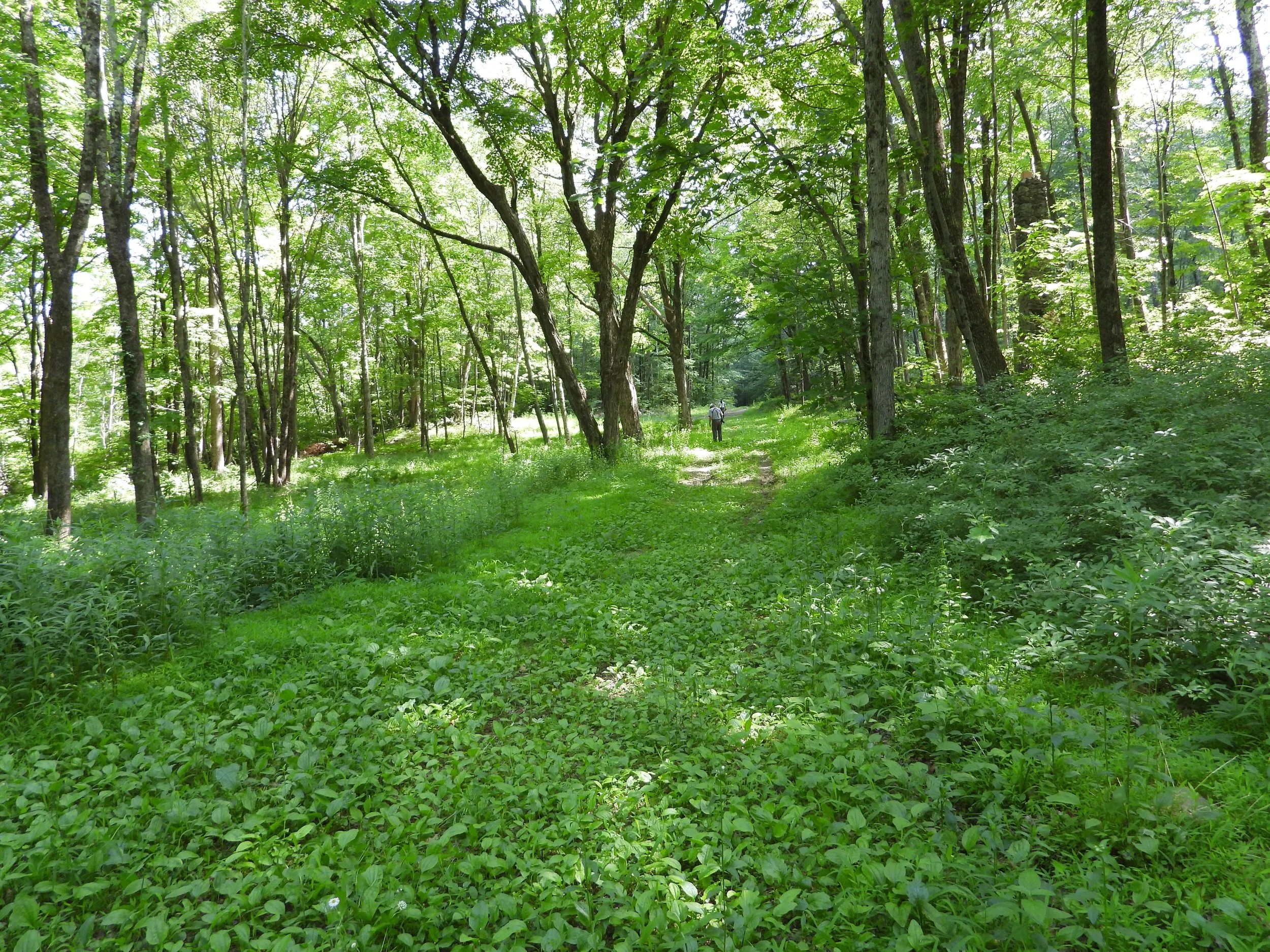 WLT Cunningham walking in the woods.JPG