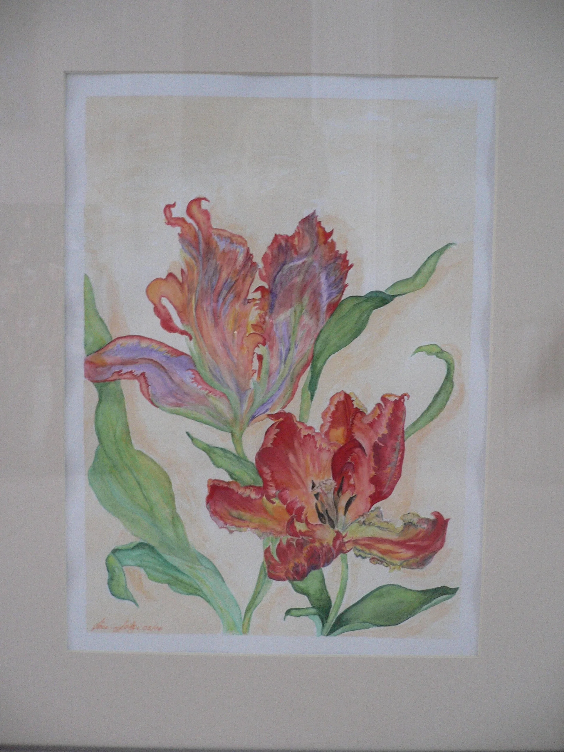 Parrot Tulips