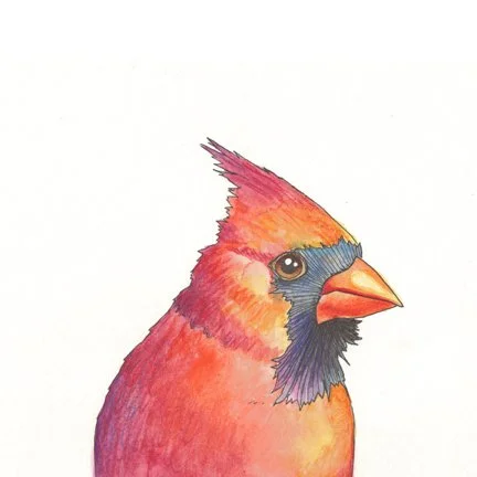 Cardinal(sheepish)_SCAN 600 ppi_websize.jpg