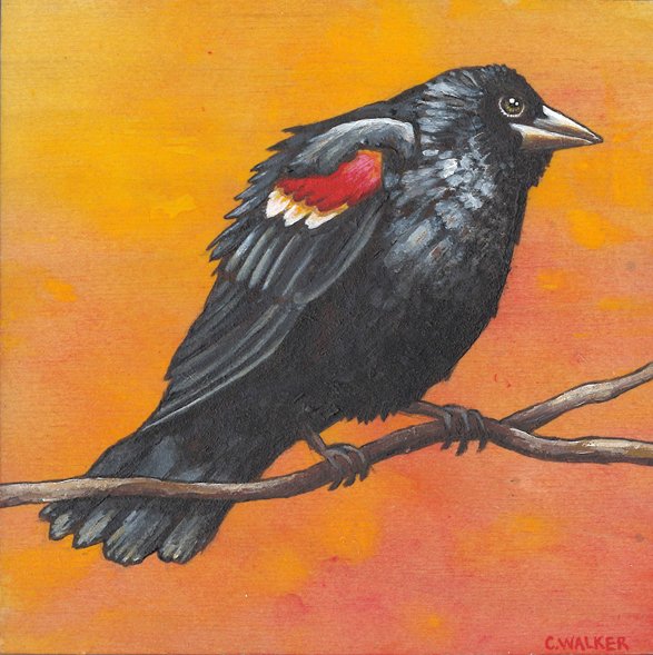 Red-winged blackbird