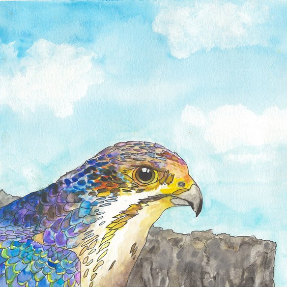 GyrFalcon