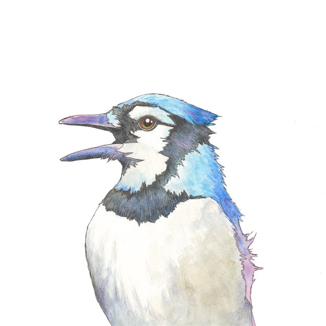Blue Jay (open beak)