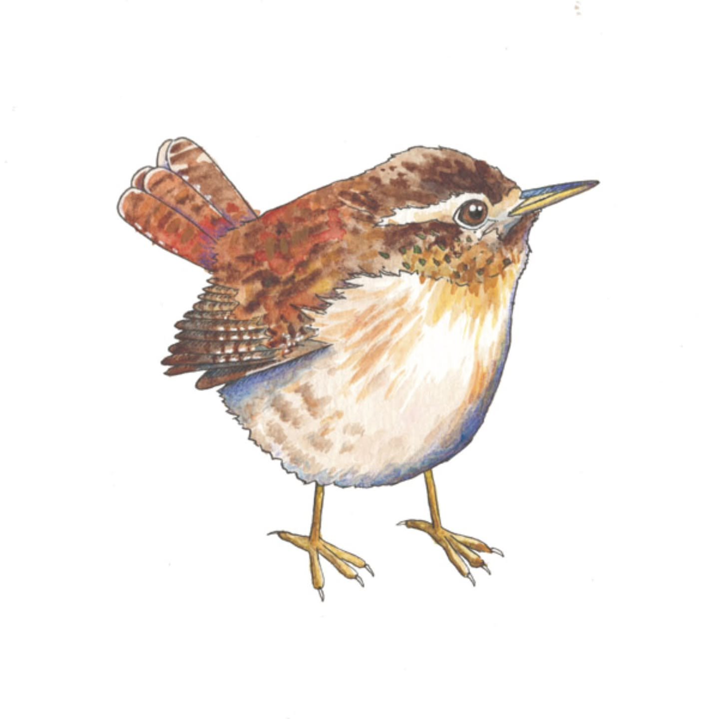 Getting more artwork ready for the DECA art fair on September 20 + 21!! π
.
.
Wren
Watercolour and ink on watercolour paper
6" x 6"
Framed to 8 3/4" x 8 3/4"