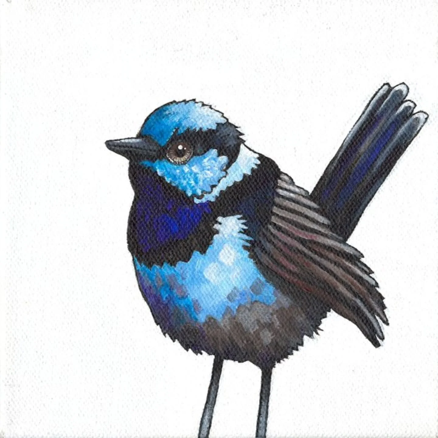This little Fairy Wren is sold but I just started some more small bird paintings on 6" x 6" canvases. It's refreshing to switch back and forth between watercolour and Acrylic painting- they are both so different to paint with! π¨ π¦
.
.
Fai