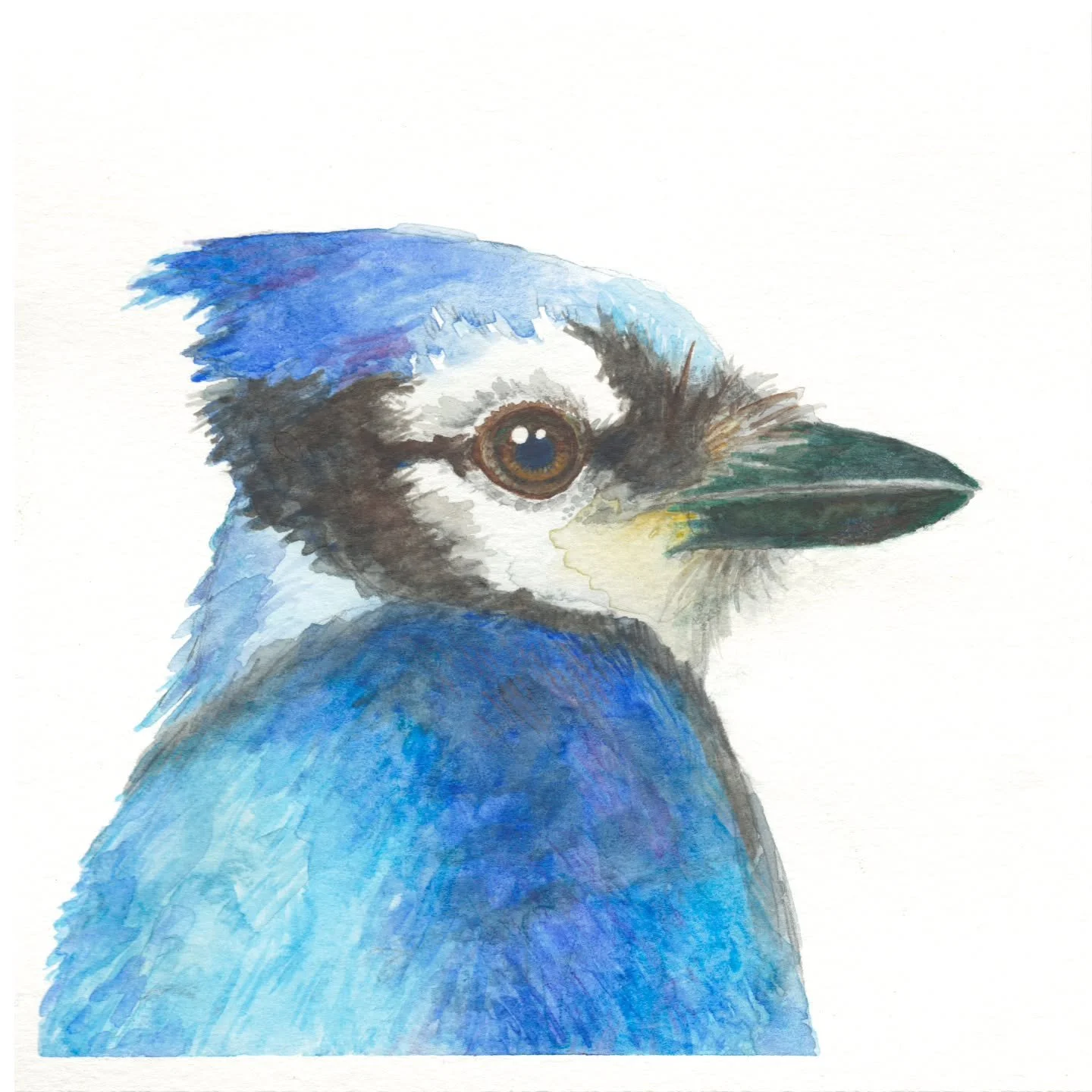 Let's gooooo Blue Jays!!!!
.
.
.
.
Blue Jay
Watercolour on watercolour paper
6" x 6"
original SOLD