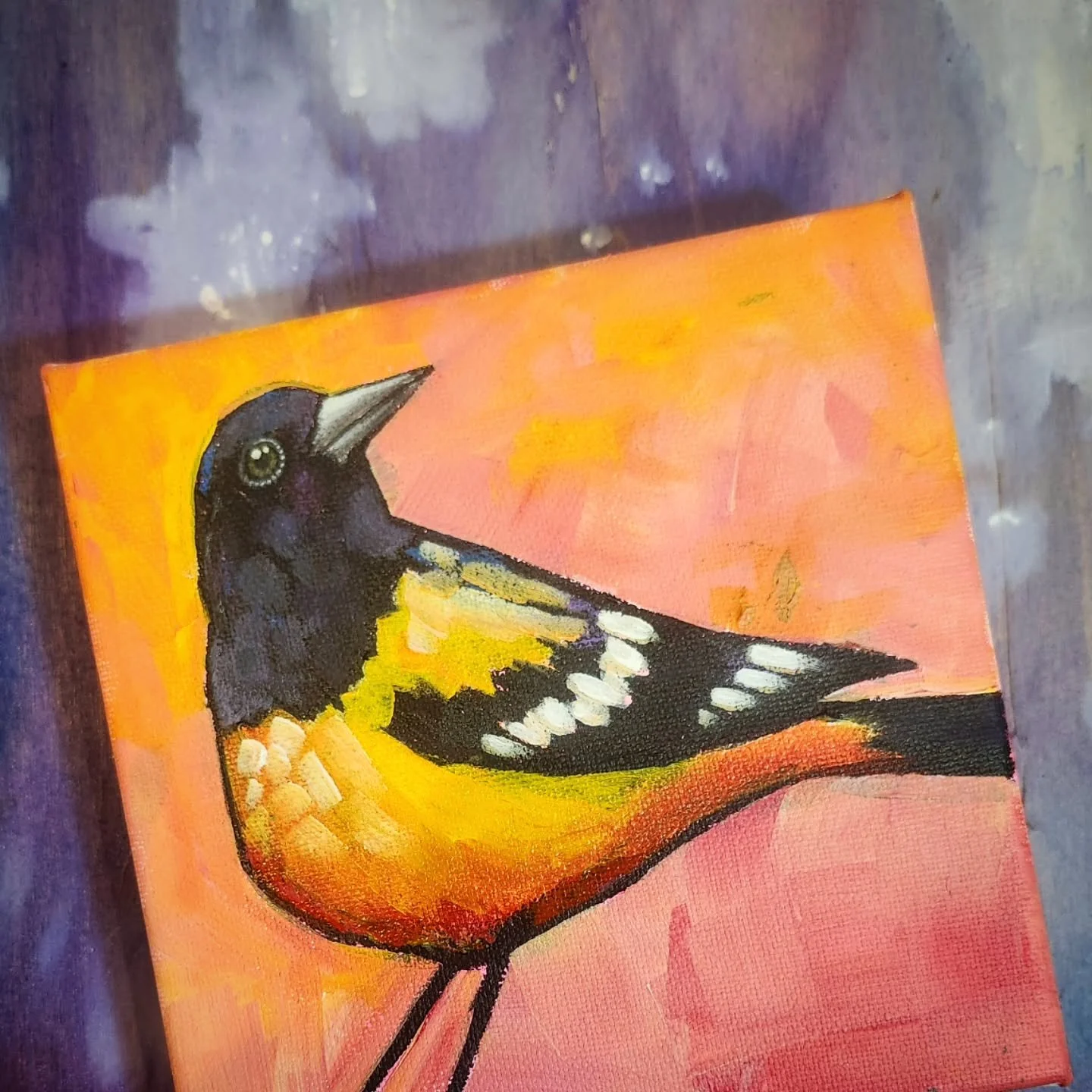 My favourite (and most productive) time to paint- report card week! 😆 Not that I'm procrastinating. I also got out my carpet cleaner and have started cleaning all the carpets in the house. This Oriole isn't quite finished but I'm happy with him so f