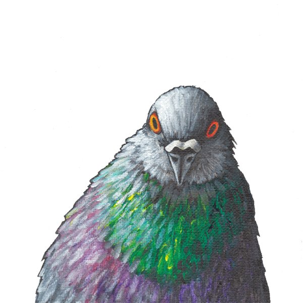 Pigeon (Eye Contact)