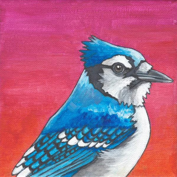 Blue Jay (Sunrise)