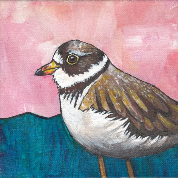 Plover