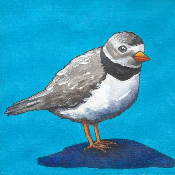 Plover II