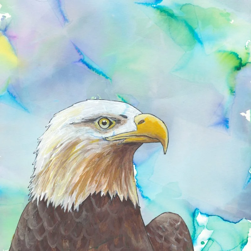 Bald Eagle