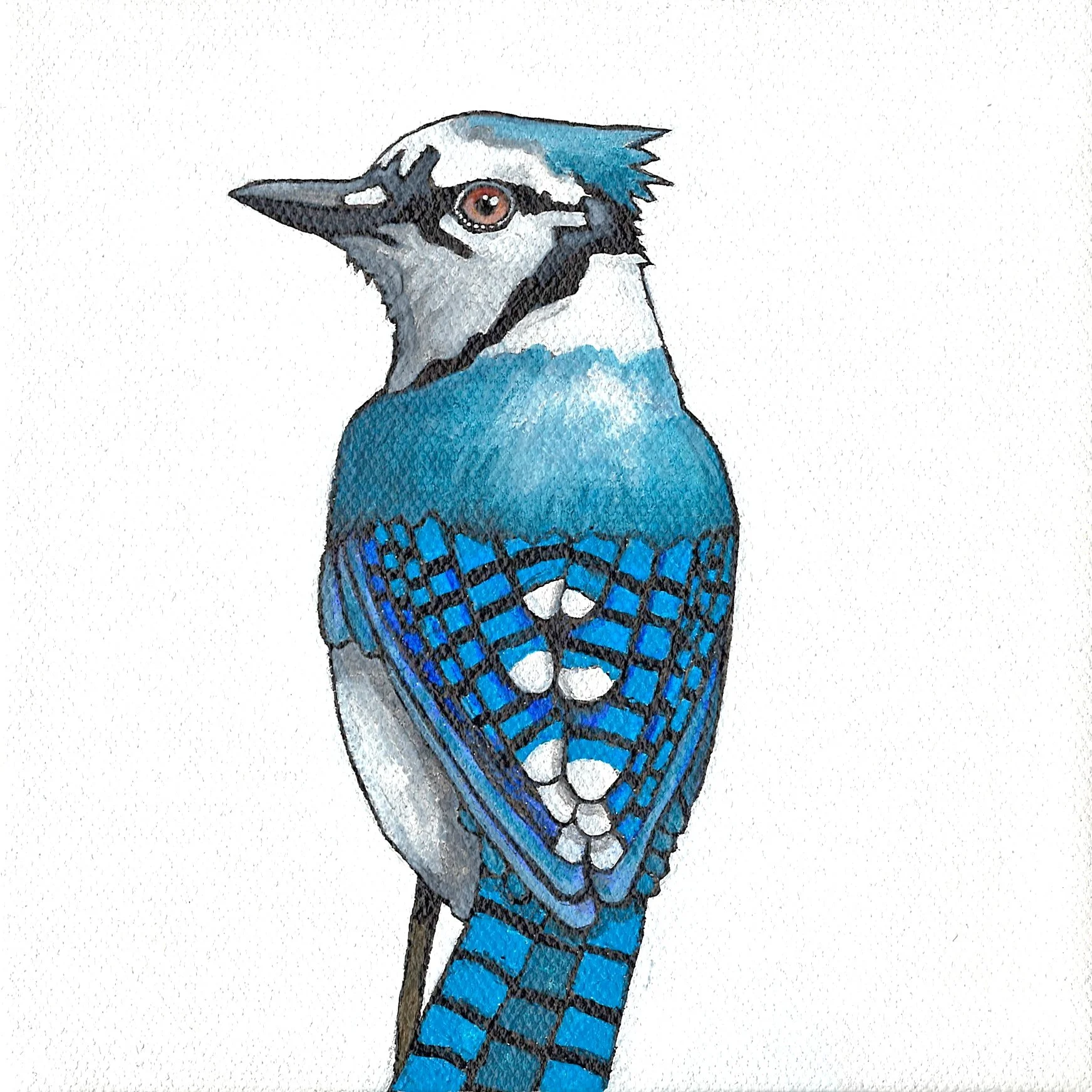 Blue Jay