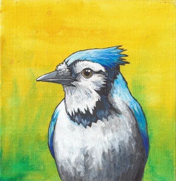Blue Jay (green & yellow)