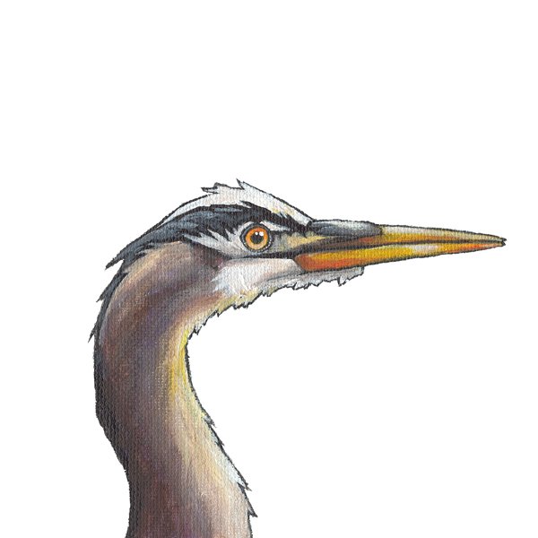 Heron (white background)
