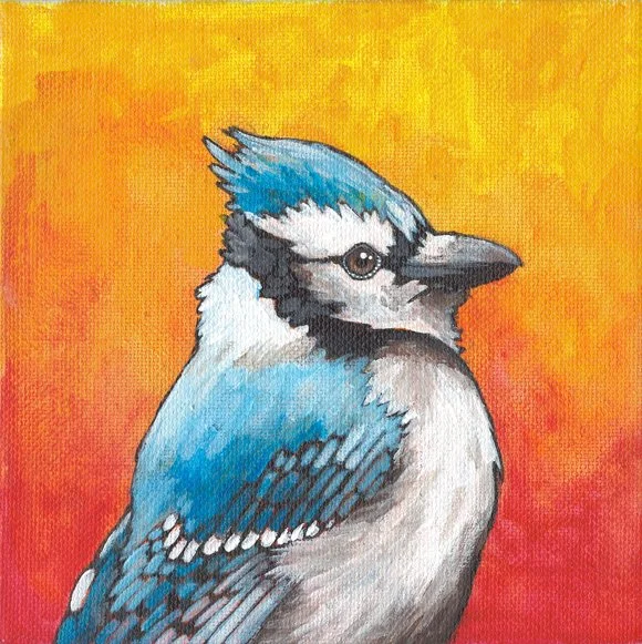 Blue Jay (sunrise 2)