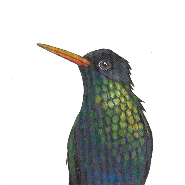 Red-billed Streamertail (Doctor Bird)