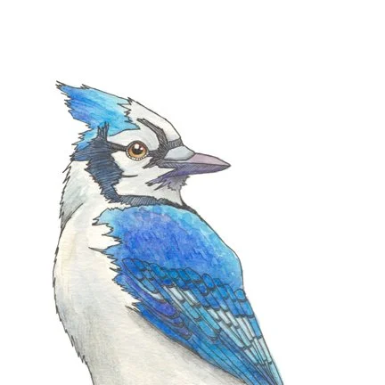 BlueJay(overtheshoulder)_SCAN 600 ppi_whitebackground6x6_websize.jpg
