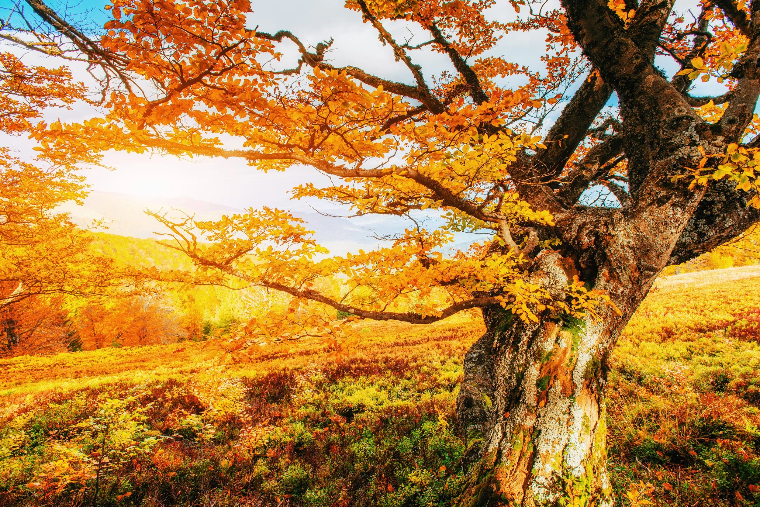 The Psychology of Autumn: Why the Season Inspires Rest and Reflection