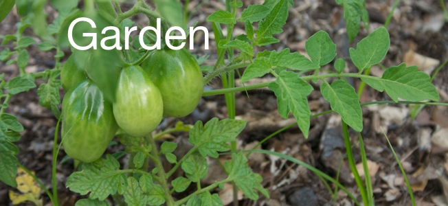garden.jpg