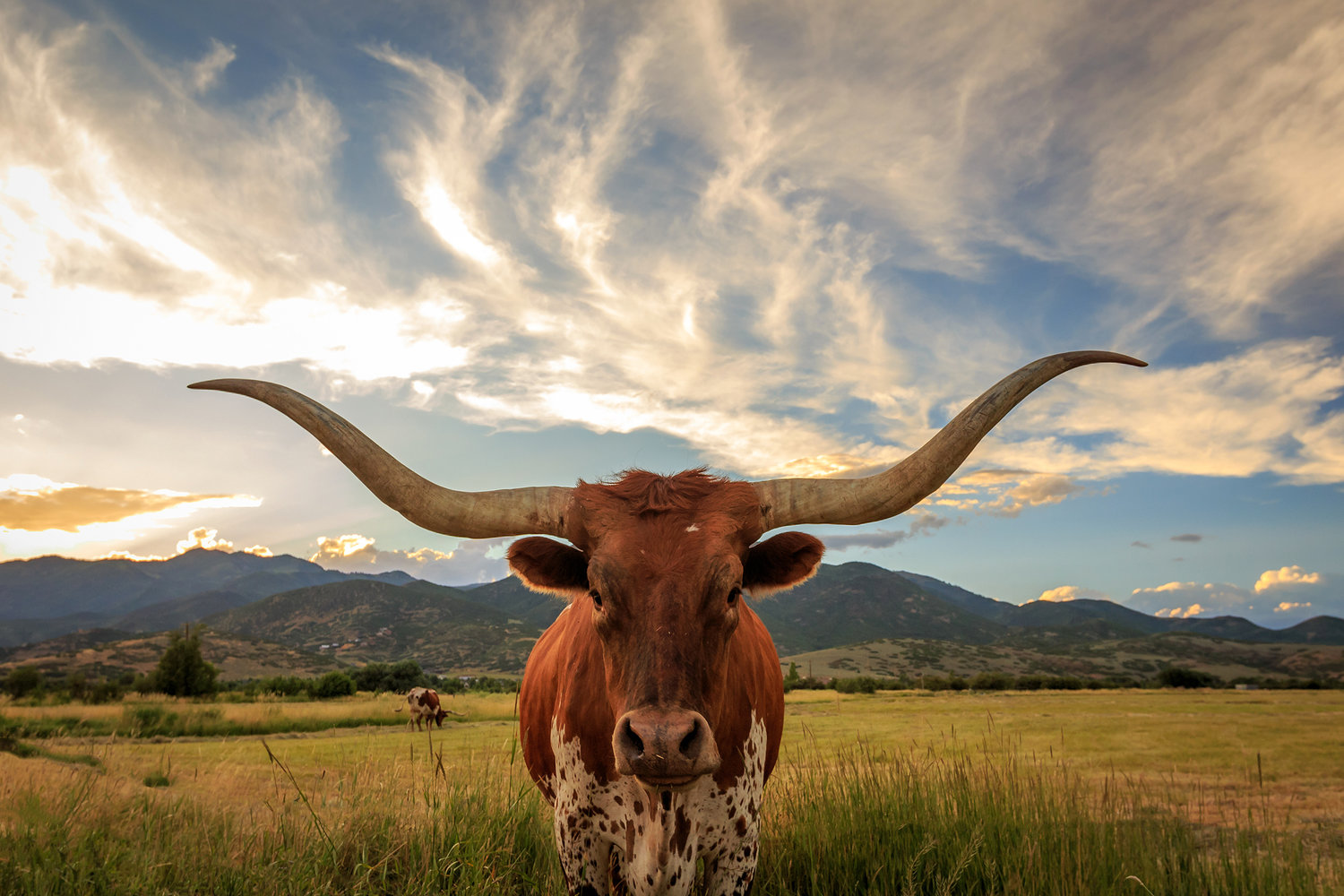 Longhorn+shutterstock_455067778.jpg