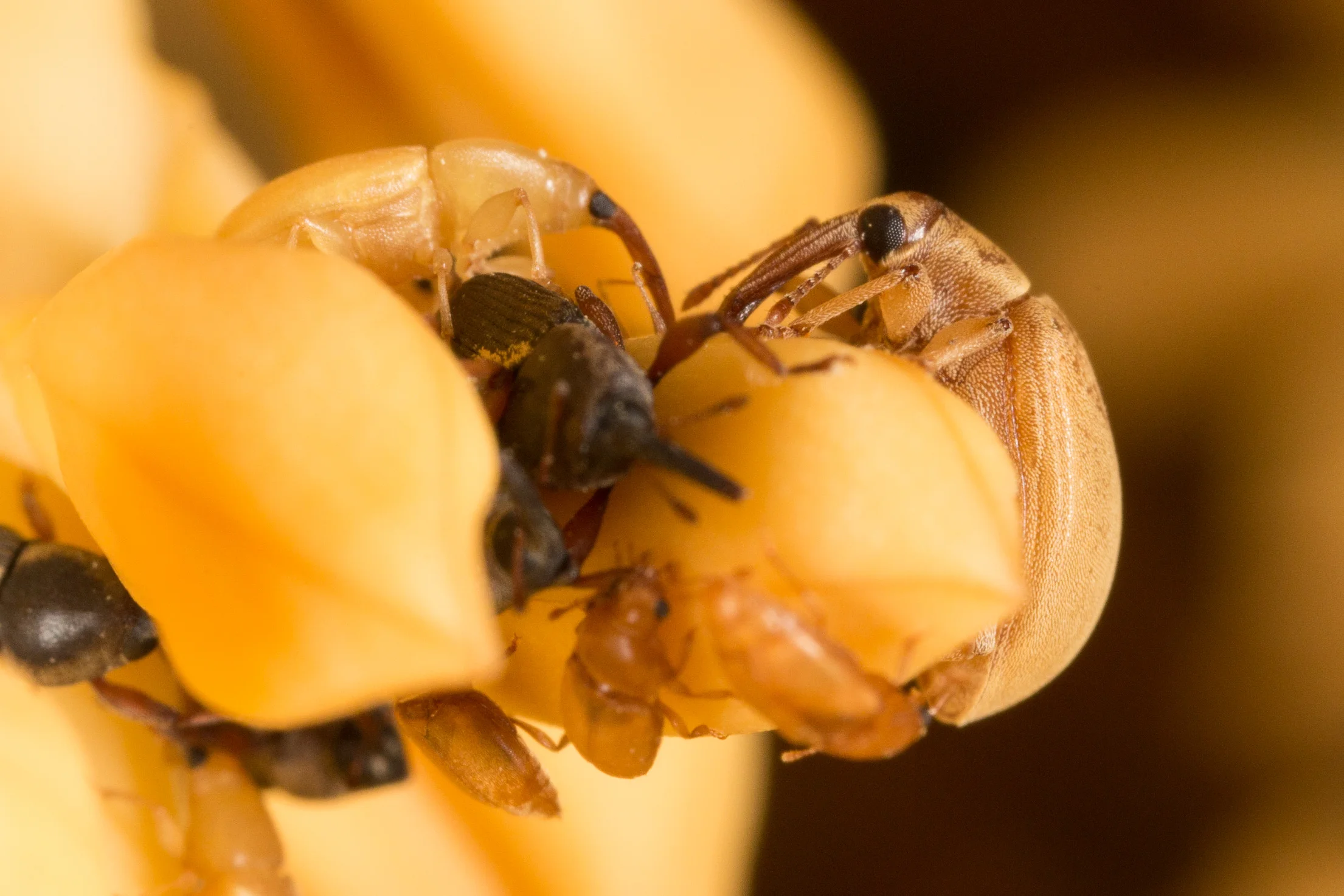 Beetle species waiting for male flower opening.