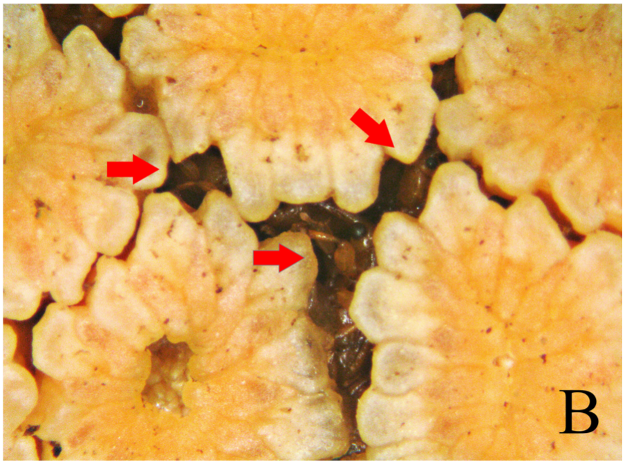 Individuals of Cotithene gorayebi resting in the little spaces between male flowers, where the female flowers are.